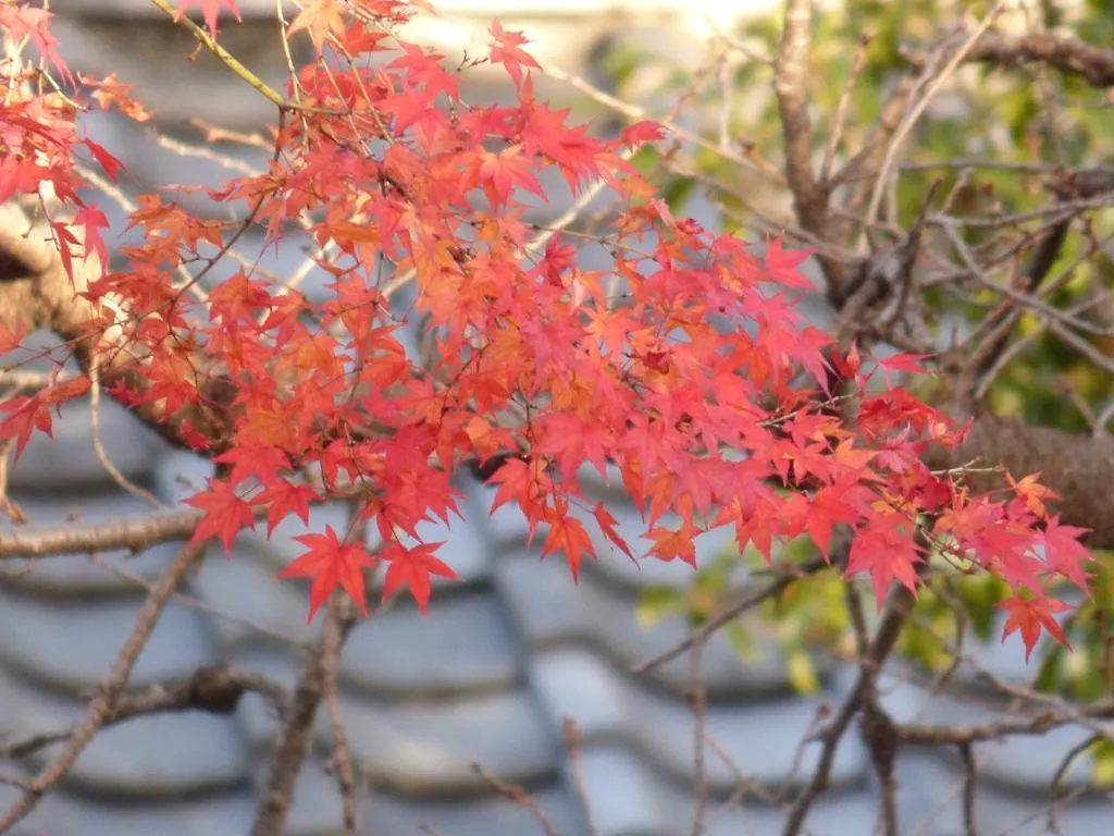 Saizen Matsumuro Stay Kyoto 0*,